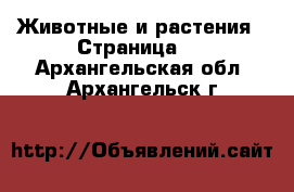  Животные и растения - Страница 3 . Архангельская обл.,Архангельск г.